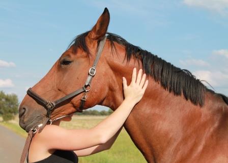 Vet-Check horse / clinical exam: head and neck