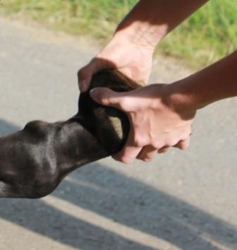 Vet-Check horse / clinical exam: heel palpaption