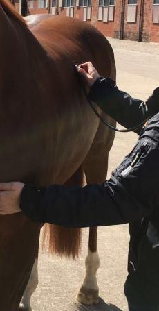 Vet-Check horse / respiratory tract