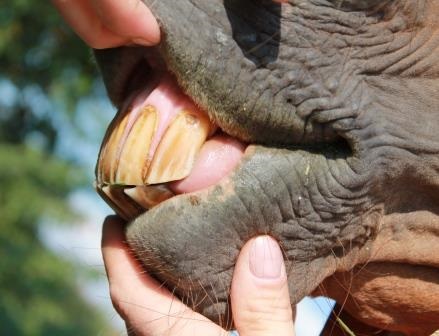 Vet-Check horse / clinical exam: teeth control