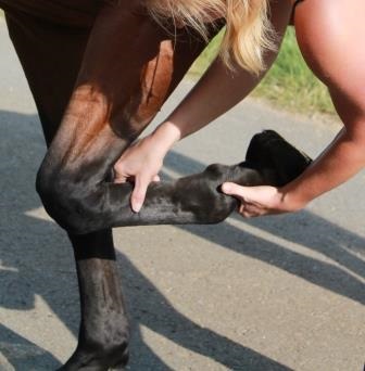 Vet-Check horse / clinical exam: tendon palpaption