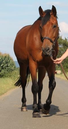 Vet-Check horse / clinical exam: walk