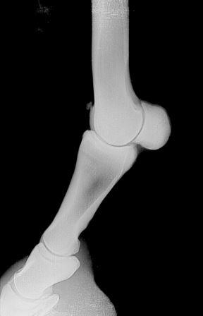 Vet-Check horse / radiological exam: fetlock