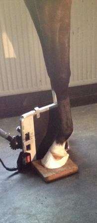 Vet-Check horse / radiological exam